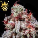 THE BABYSITTER S1 seeds | High Thai Weed