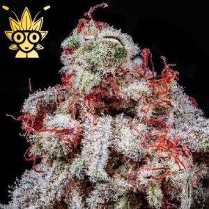 THE BABYSITTER S1 seeds | High Thai Weed