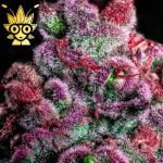 SMUCKERZ seeds | High Thai Weed