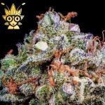 THE ZA ZA S1 seeds | High Thai Weed