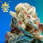 Blu Lagoon s1 seeds | High Thai Weed