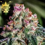 Grape Marmalade 2.0 seeds | High Thai Weed