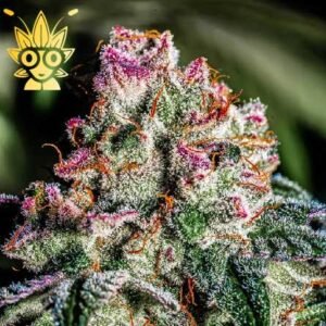 Grape Marmalade 2.0 seeds | High Thai Weed