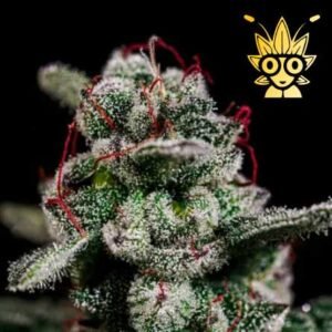 Chocolate Chip Pancakes seed | High Thai Weed