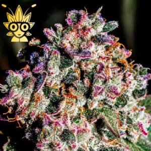 Mr. Big Mac S1 seeds | High Thai Weed