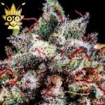 Rose Gold Runtz S1 seeds | High Thai Weed