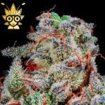 Sour Apple Gelato s1 seeds | High Thai Weed