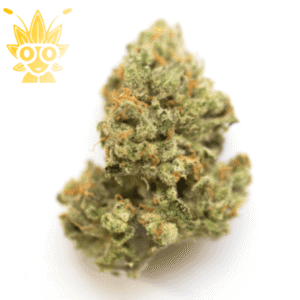 True love weed in bangkok High thai Weed