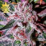 Peaches n Cream seeds | High Thai Weed