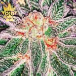 Project X seeds | High Thai Weed