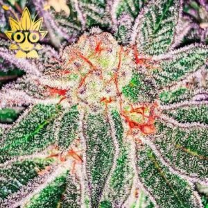 Project X seeds | High Thai Weed