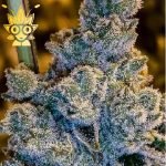 Federal Reserve OG KUSH s1 seeds | High Thai Weed