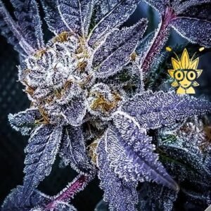 Buy Cherry Cookies seed | High Thai Weed