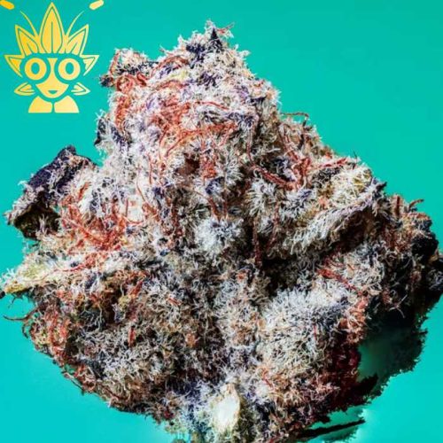 Sticky Gee s1 seed | High Thai Weed