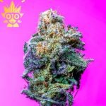 Tropical Burzt s1 seed | High Thai Weed