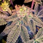 Grape Gasoline S1 seed | High Thai Weed