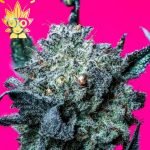 Grape Kerosene s1 seed | High Thai Weed
