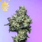 True Love Seed | High Thai Weed