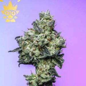 True Love Seed | High Thai Weed