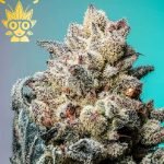 The Cure s1 Seed | High Thai Weed