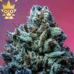 Sleeping Beauty s1 Seed | High Thai Weed