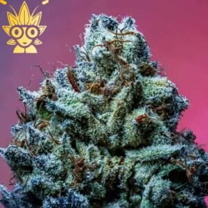 Sleeping Beauty s1 Seed | High Thai Weed