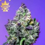 Grimace s1 Seed | High Thai Weed