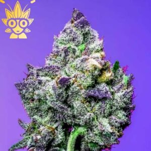 Grimace s1 Seed | High Thai Weed
