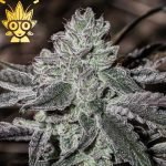 Brand New s1 Seed | High Thai Weed