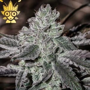 Brand New s1 Seed | High Thai Weed