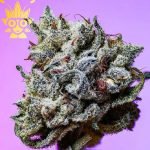 London Jealousy s1 Seed | High Thai Weed