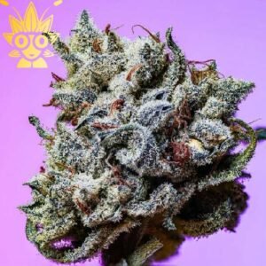 London Jealousy s1 Seed | High Thai Weed