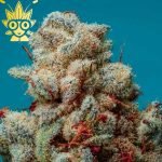 Sleepy Eye S1 Seed | High Thai Weed