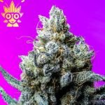 Toasted Marshmallows s1 Seed | High Thai Weed