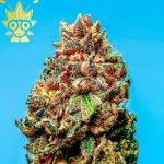 Permanent Rainbow s1 Seed | High Thai Weed