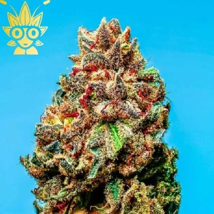 Permanent Rainbow s1 Seed | High Thai Weed