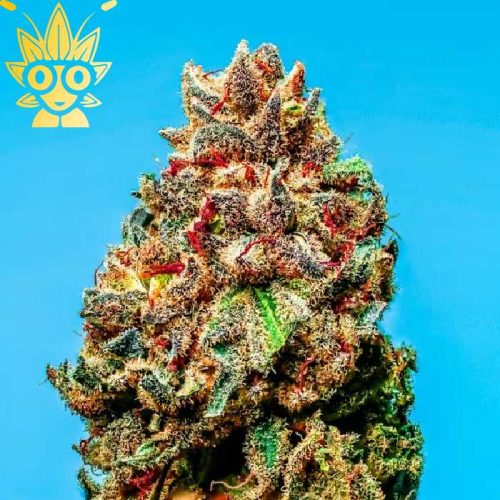 Permanent Rainbow s1 Seed | High Thai Weed