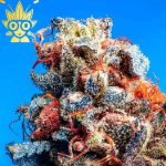 Permanent Marker S1 Seed | High Thai Weed