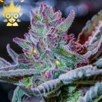 Ultra Violet Sprinkles S1 Seed | High Thai Weed