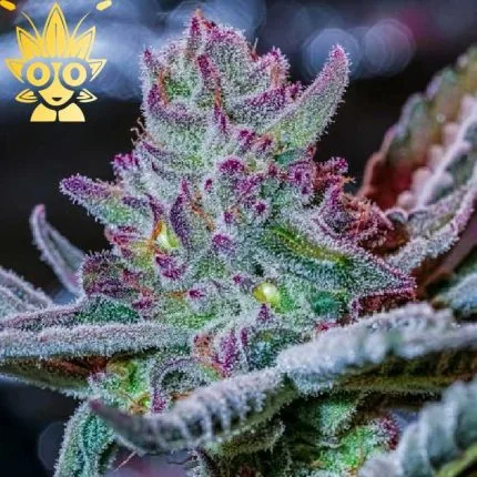 Ultra Violet Sprinkles S1 Seed | High Thai Weed