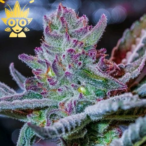 Ultra Violet Sprinkles S1 Seed | High Thai Weed