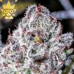 Iced Out Skunk s1 Seed | High Thai Weed