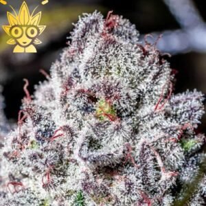 Iced Out Skunk s1 Seed | High Thai Weed