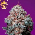 Peachy Queen s1 Seed | High Thai Weed