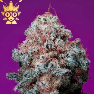 Peachy Queen s1 Seed | High Thai Weed