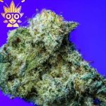 Mango Sherb s1 Seed | High Thai Weed