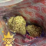 Trufflez Blue Truffle Weed Strain | High thai Weed dispensary in bangkok