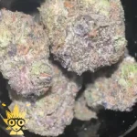 Canna Couture SherBanger Weed Strain | High thai Weed dispensary in bangkok
