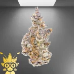 Glitter Bomb Weed Strain | High thai Weed dispensary in bangkok