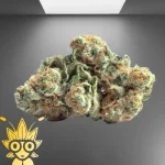 London Marker Weed Strain | High thai Weed dispensary in bangkok